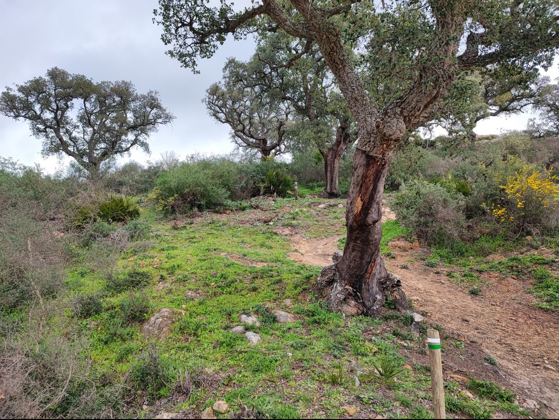 Sendero entre alcornoques