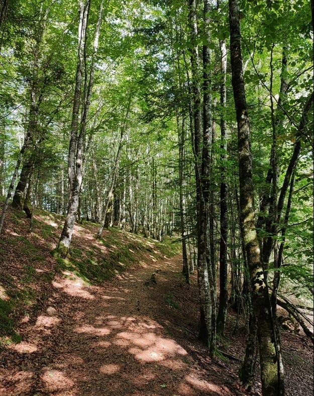 Sendero en bosque