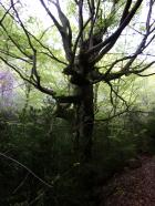 Image thumbnail 4