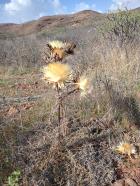 Miniatura imagen 117