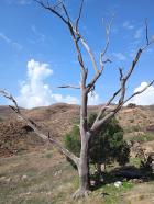 Miniatura imagen 115