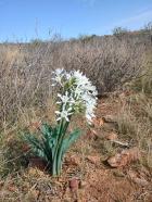 Miniatura imagen 116