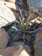 Miniatura imagen 111