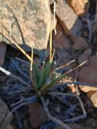 Miniatura imagen 110