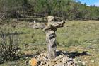 Image thumbnail 11