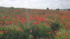 Image thumbnail 3